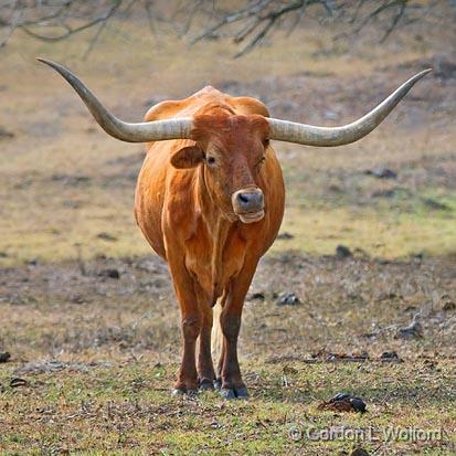 Texas Longhorn_44163.jpg - Photographed at Goliad, Texas, USA.